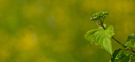 Banner / Quer / Deko: Gartenpflanze Hartriegel (lat.: Cornus) mit unreifen grünen Beeren im Sommer...
