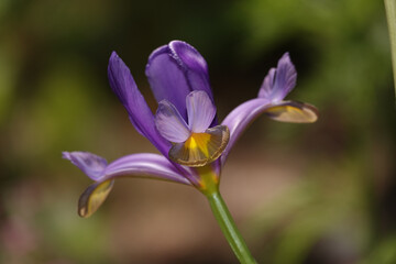 eine Pflanze bl&uuml;ht