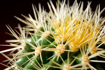 Cactus close up