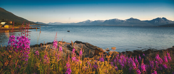 Bright beautiful landscape of the seashore in Tromso Novergia, blooming summer landscape