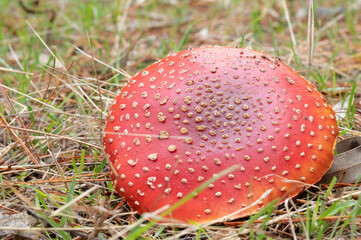 fly agaric mushroom
