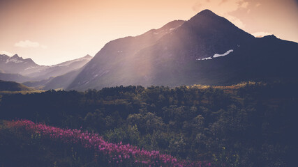 Beautiful summer landscape, mountains and blooming field at sunset. Travel to Norway, Lofoten Islands