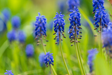 Fototapeta premium flowers in the field
