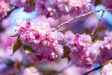 pink cherry blossom
