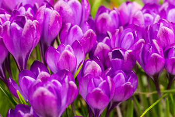 purple crocus flowers
