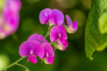 Obraz na płótnie Canvas purple orchid flower
