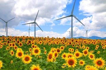 布引風の高原・ひまわり（福島県・郡山市）