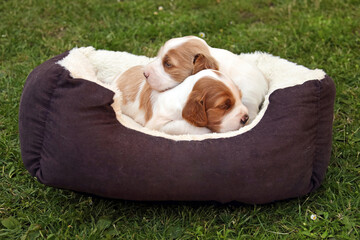 zwei müde hundewelpen liegen im hundebett im garten