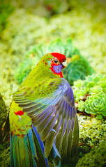 parrot on grass