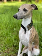 jack russell terrier