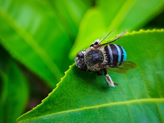 Blue strip fly on leaf