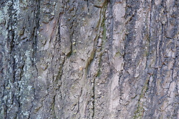 Tree bark texture. Suitable for backgrounds.