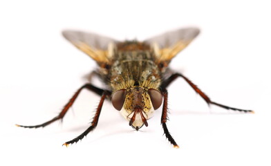 Yellow-bellied fly, Tachina praeceps isolated on white background, side view and macro