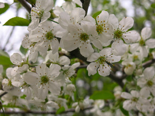 Obraz premium cherry tree blooms luxuriantly with white flowers in the spring in the garden