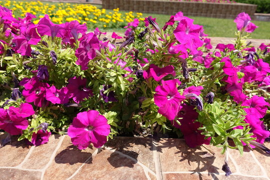 Some magenta colored flowers of petunias in July
