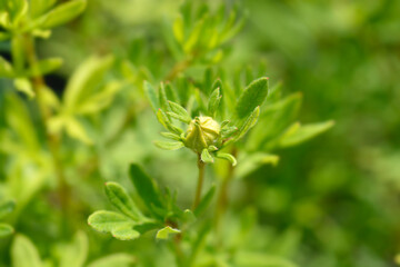 Shrubby Cinquefoil Goldfinger