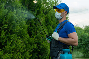 Gardener applying insecticide fertilizer to his thuja using a sprayer