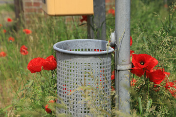 A litter bin surrounded by poppies, Mecklenburg Western Pomerania, Germany