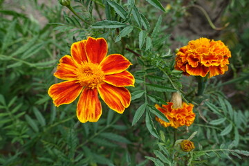 Floral heads of red and yellow Tagetes patula in July