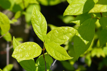Carolina allspice