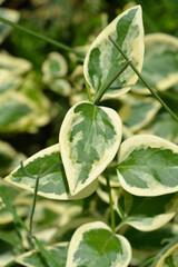 Variegated Greater periwinkle