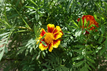 Foliage and red and yellow flower head of Tagetes patula in July