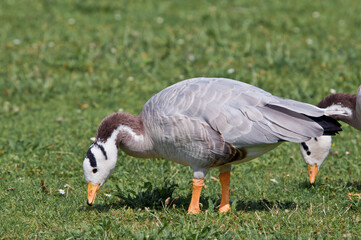 Feral Bar-headed Goose (Anser indicus) in park, Keil, Schleswig-Holstein, Germany
