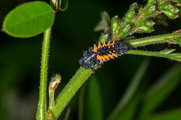 Ladybird larva sitting on a leaf. Ladybug, aka, Ladybird Beetle (Lat. Coccinellidae) larva on a leaf