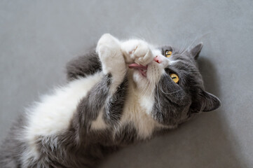 British Shorthair lying on the floor and licking paw