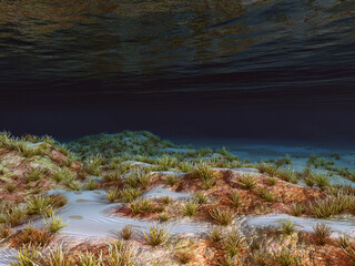 Meeresboden mit Korallen