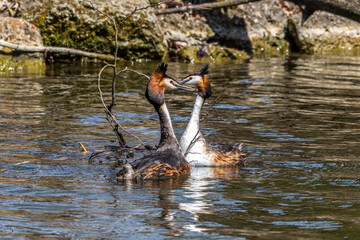 Great Crested Grebe, Podiceps cristatus with beautiful orange colors, a water bird with red eyes.