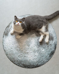 British shorthair cat lying on the moon puzzle