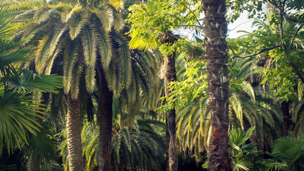 Palm trees, memory of southern countries