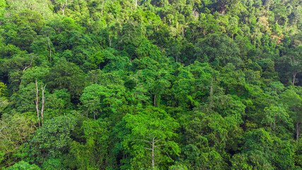 Fototapeta na wymiar From a top view, tropical forests look like a vast refreshing sea of green, with a complexity of tree layers and stunning natural beauty.