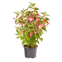 Fuchsia magellanica, white pink flower