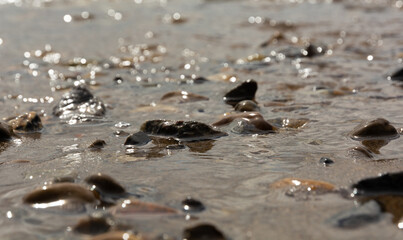 selective focus, pebble with sand river bank