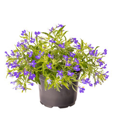 Lobelia purple blossom
