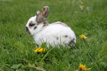 little white rabbit sitting on green grass with yellow flowers, cute bunny