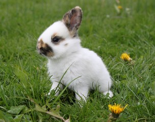 Naklejka na ściany i meble little white rabbit sitting on green grass with yellow flowers, cute bunny