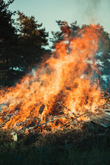 Magnificent Midsummer Magic: Towering Bonfire Ignites Estonian Celebrations amidst Enchanting Forest Landscape