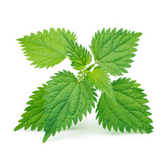 Sprig of Nettle isolated on white background