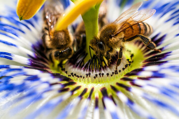 Bees pollinate the flowers of a passionflower plant
