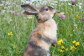 little brown bunny making manikin and smelling flowers, cute rabbit