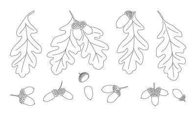 Set, oak leaves with acorns. For decorating postcards, covers, books, texts. Vector outline hand drawn illustration in doodle style