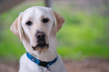 Closeup shot of a cute labrador dog dace