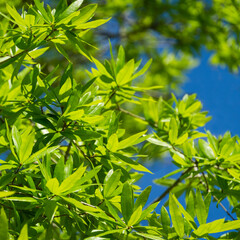 Gorgeous Willow oak (Quercus phellos) green foliage under spring sun against the background of blue clear sky. Public landscape city park Krasnodar or 'Galitsky park' for relaxation and walking