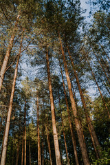 Beautiful landscape of a pine forest illuminated by sunlight in the north-west of Russia at sunset. Tall pine trees growing in the woods. Forest landscape in the summer.