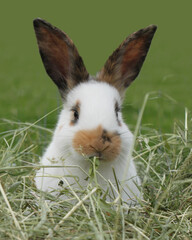 portrait of little white rabbit with black ears - front view, eating hay