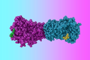 Human antithrombin-III, a small protein molecule that inactivates several enzimes of the coagulation system. Rendering with differently colored protein chains. Scientific background. 3d illustration