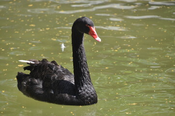 Naklejka premium black swan on the lake